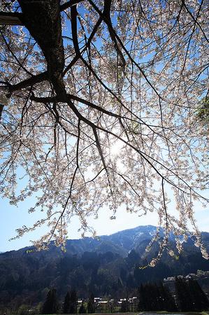桜と高倉山