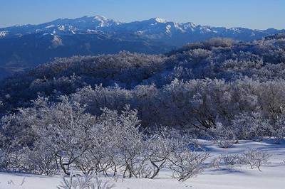 樹氷がびっしり