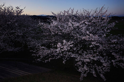 夜明け前の桜と白山