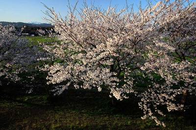 桜と白山